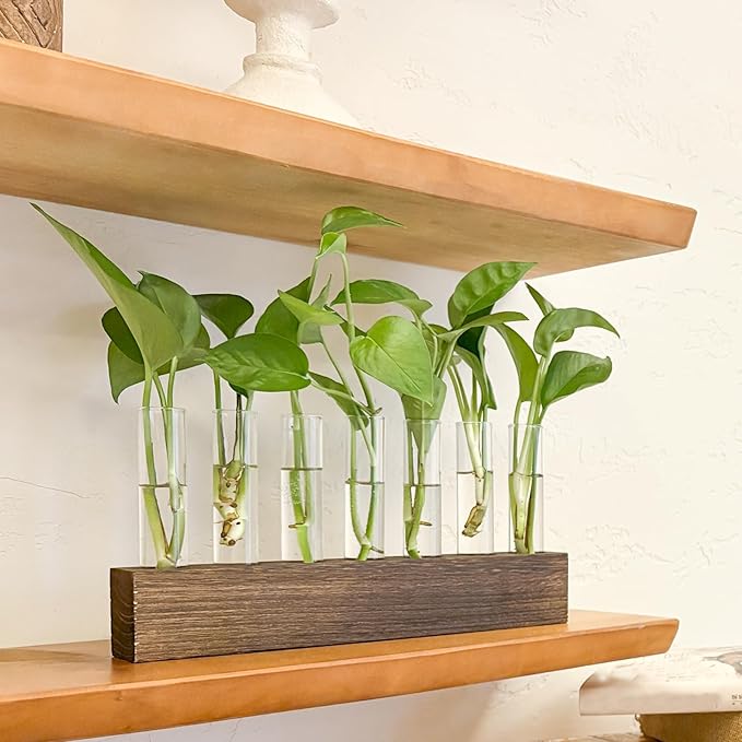 KAXYEW Desktop Glass Plant Propagation Station Test Tube Plant Terrarium in Wooden Stand for Hydroponic Plants Cutting Office Home Decoration