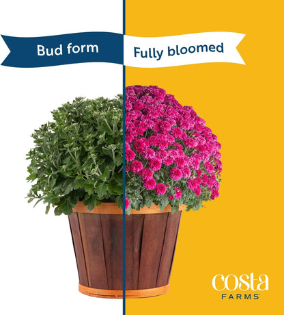 Costa Farms Live Plants – Fall Mums 8-Pack (Purple) in Grower Pots | 1 Qt. Seasonal Houseplants & Outdoor Flowers for Porch, Patio, or Garden | Ships in Bud Form for Longer Bloom
