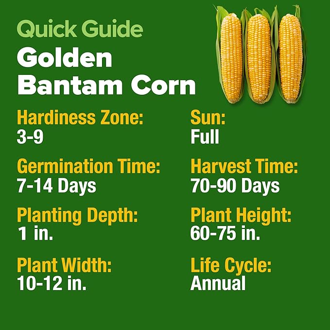 HOME GROWN 𝗨𝗦𝗔 𝗣𝗥𝗘𝗠𝗜𝗨𝗠 Golden Bantam Corn 1 Pack 100 𝗡𝗢𝗡-𝗚𝗠𝗢 Heirloom Vegetable Seeds Grow Sweet Corn Outdoors Easy for Beginners & Great for Home Gardeners High Germination (Zea mays)