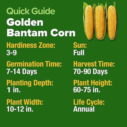 HOME GROWN 𝗨𝗦𝗔 𝗣𝗥𝗘𝗠𝗜𝗨𝗠 Golden Bantam Corn 1 Pack 100 𝗡𝗢𝗡-𝗚𝗠𝗢 Heirloom Vegetable Seeds Grow Sweet Corn Outdoors Easy for Beginners & Great for Home Gardeners High Germination (Zea mays)