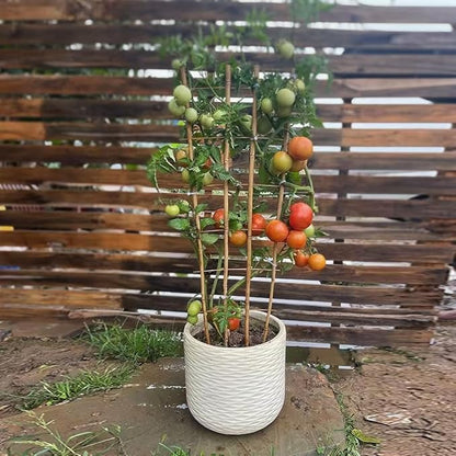 Natural Bamboo Trellis, 4Feet,6Pack,Fan-Shaped Plant Support Trellis for Outdoor and Indoor Potted Climbing Plants,Vegetables, Cucumber, Tomato, Hoya, Wisteria,Ivy,Orchid, Jasmine Monstera, Vine,