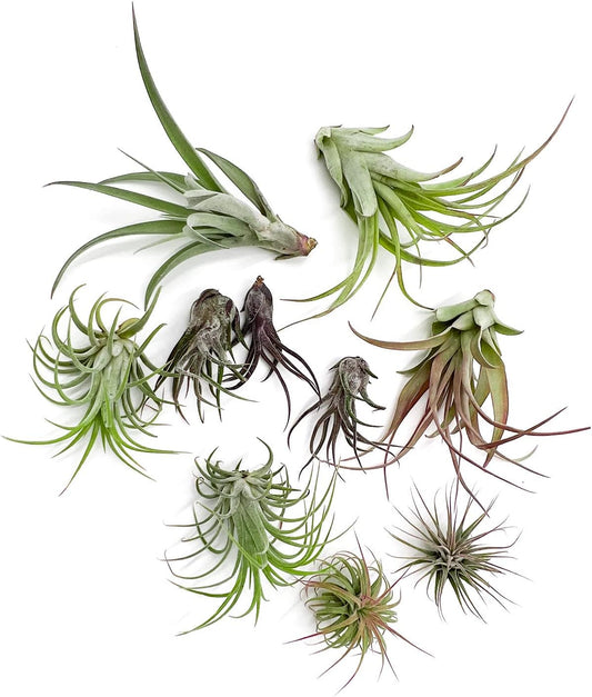 Air Plants - Freyja Gift Box - 10ct - Live Arrival Guaranteed - House Plants for Home Decor & Gift