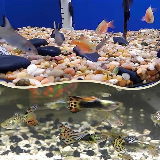 10lbs Black Rocks for Planters 1"-2" Natural Decorative River Pebbles Black Polished Pebbles for Plants Garden Decorative Stones for Outdoor Landscaping, Plants, Vase Filler Fish Tank Aquariums