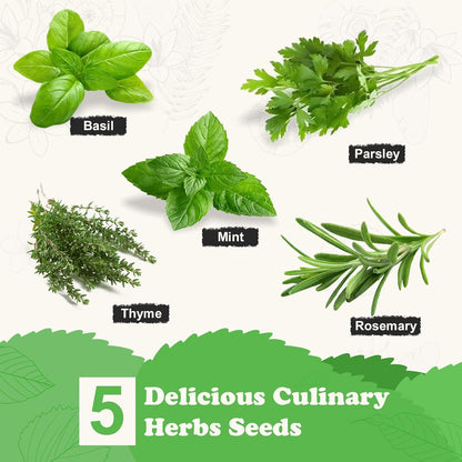 Indoor Herb Garden Starter Kit, 5 Non-GMO Herb Seeds - Basil, Parsley, Rosemary, Thyme, and Mint with Complete Planting Set for Kitchen Herb Garden DIY