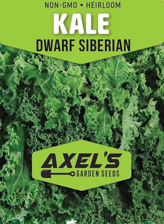 Dwarf Siberian Kale Seeds for Planting – Plant & Grow Heirloom Non-GMO Dwarf Siberian Kale in Home Outdoor Vegetable Garden, Brassica Napus – 2 Packets