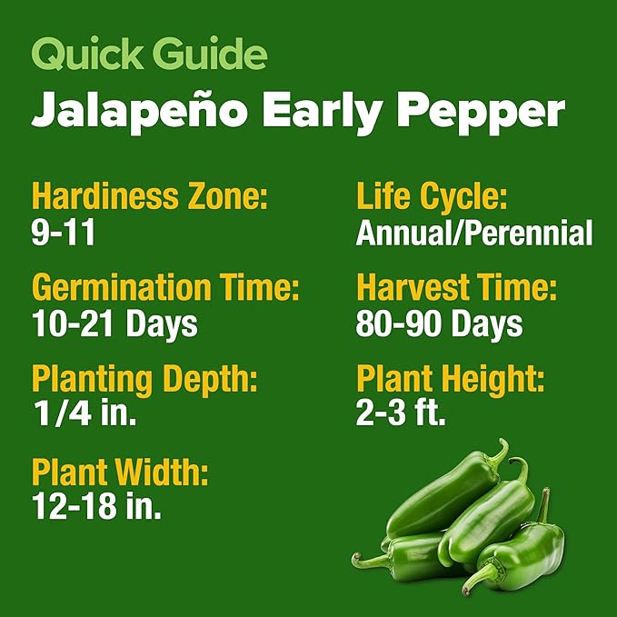 HOME GROWN 𝗨𝗦𝗔 𝗣𝗥𝗘𝗠𝗜𝗨𝗠 Jalapeno Pepper Seeds – 129 𝗡𝗢𝗡-𝗚?𝗢 Heirloom Seeds (Capsicum annuum) – High Germination, Easy to Grow, Early Harvest Hot Peppers