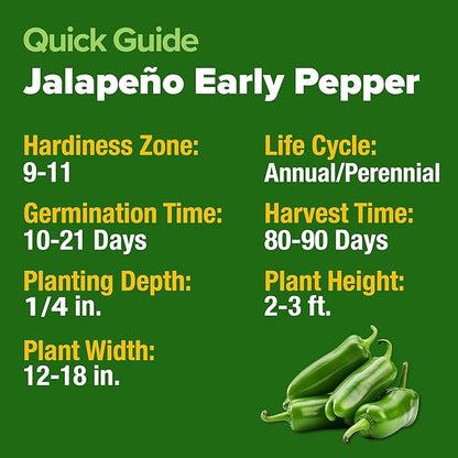 HOME GROWN 𝗨𝗦𝗔 𝗣𝗥𝗘𝗠𝗜𝗨𝗠 Jalapeno Pepper Seeds – 129 𝗡𝗢𝗡-𝗚?𝗢 Heirloom Seeds (Capsicum annuum) – High Germination, Easy to Grow, Early Harvest Hot Peppers