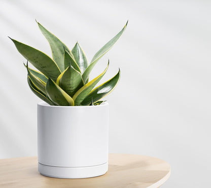 D'vine Dev 4 Inch & 6 Inch & 8 Inch, Set of 3 Round Ceramic Planter Pot with Drainage Hole and Saucer, White, 94-T-M-1