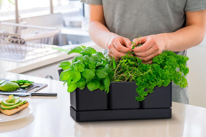 D'vine Dev Herb Garden Planter Set, Plastic Plant Pots with Drainage and Saucer, Indoor Succulent Cactus Vegetable Pot for Windowsill, Garden Balcony, Black, Set of 2, 76-V-B-2