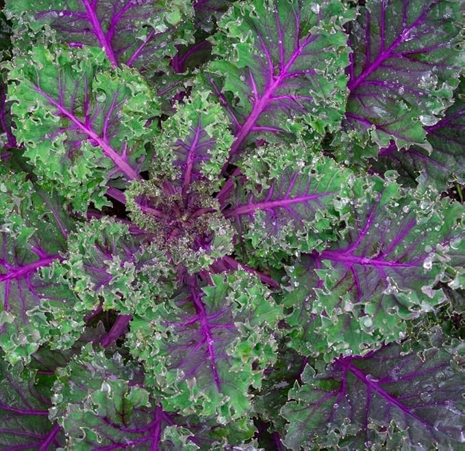 Red Russian Kale Seeds for Planting – Plant & Grow Heirloom Non GMO Red Russian Kale in Home Outdoor Vegetable Garden, Brassica Napus VAR. pabularia – 5 Packets