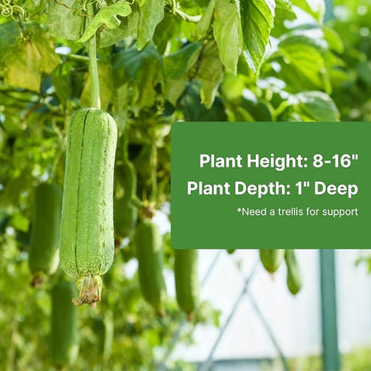 Luffa Gourd Seeds, 40 Non-GMO Heirloom Vegetable Seed, Planting for Outdoor Garden