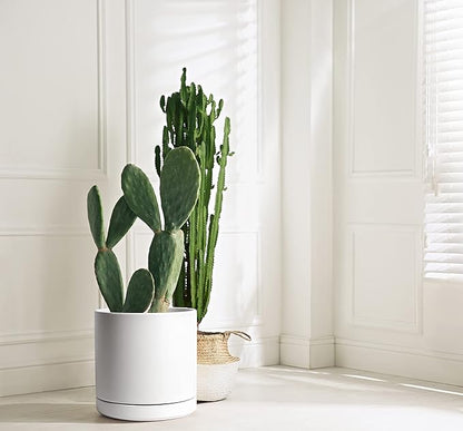 D'vine Dev 12 Inch Ceramic Planter Pot with Drainage Hole and Saucer, Indoor Cylinder Round Planter Pot, White, 94-O-F-1