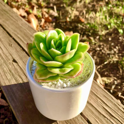 FWPP Succulents Plants Live,Echeveria ice Rose Variegated 3.5 inches Green Mini Indoor Plants,Bare Root Without Pot Soil,Live Plants for Gift Party Wedding Garden Baby Shower DIY Decor