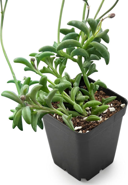 Sprout N Green Live Mini Succulent Plant, 2in String of Dolphins, 1 Pack Rare Succulent Fully Rooted in Pot, Real House Plant for Home Office Wedding Decoration DIY Projects Party Favor