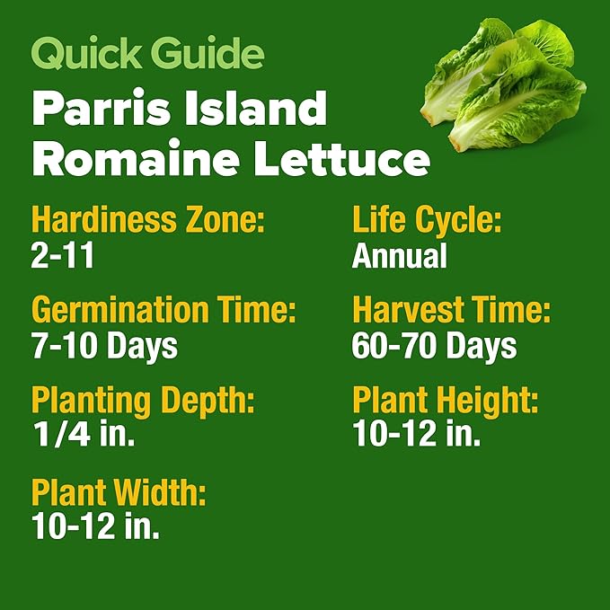 HOME GROWN 𝗨𝗦𝗔 𝗣𝗥𝗘𝗠𝗜𝗨𝗠 Parris Island Romaine Lettuce 3,500+ High Germination Heirloom 𝗡𝗢𝗡-𝗚𝗠𝗢 Lettuce for Planting Crisp Heads for Garden & Hydroponics, Indoor Outdoor (Lactuca Sativa)