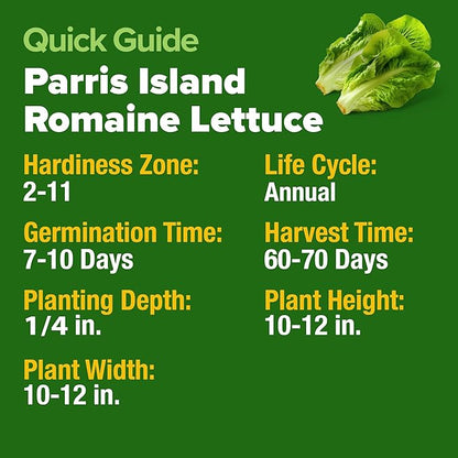 HOME GROWN 𝗨𝗦𝗔 𝗣𝗥𝗘𝗠𝗜𝗨𝗠 Parris Island Romaine Lettuce 3,500+ High Germination Heirloom 𝗡𝗢𝗡-𝗚𝗠𝗢 Lettuce for Planting Crisp Heads for Garden & Hydroponics, Indoor Outdoor (Lactuca Sativa)