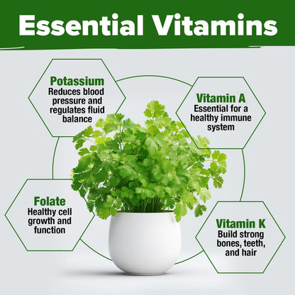 HOME GROWN 𝗨𝗦𝗔 𝗣𝗥𝗘𝗠𝗜𝗨𝗠 1000+ Cilantro Seeds for Planting Indoors or Outdoors - Non-GMO Heirloom Herbs, Coriander Plant Seeds - Complete Your Herb Seeds Collection for Your Indoor Herb Garden