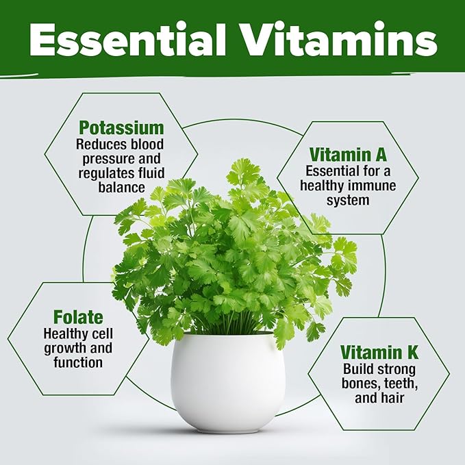 HOME GROWN 𝗨𝗦𝗔 𝗣𝗥𝗘𝗠𝗜𝗨𝗠 500+ Cilantro Seeds for Planting Indoors or Outdoors - Heirloom 𝗡𝗢𝗡-𝗚𝗠𝗢 Coriander Seeds, Grow Your Own Cilantro Plant - Culinary Herb Seeds for Your Herb Garden