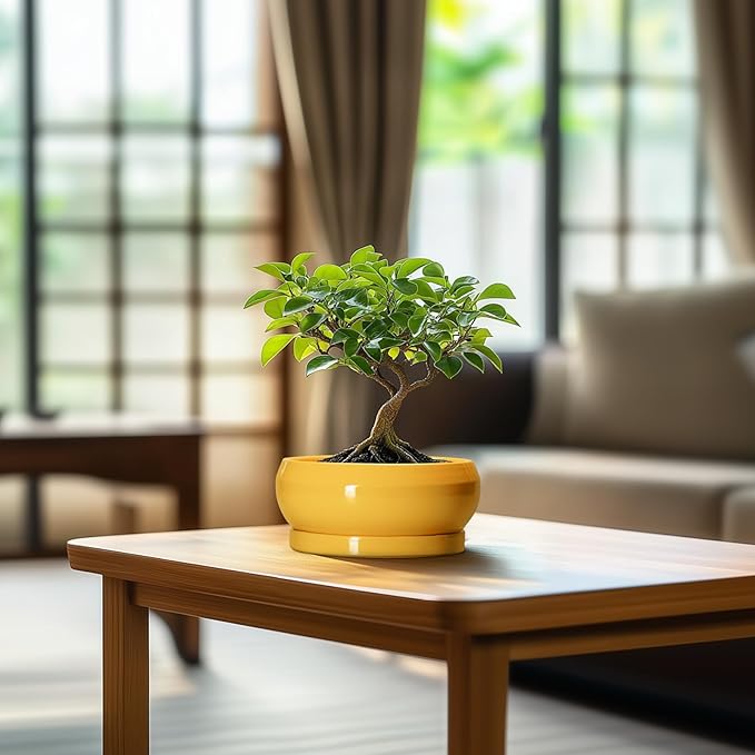 Succulent Pots with Drainage Hole - 6 Inch Ceramic Bonsai Pots for Indoor Outdoor, Shallow Plant Pot with Saucer, Bonsai Planter, Round Succulent Planter, Patio Decor, Gardening Gift, Yellow