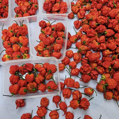 Pack 4 Pepper Plants Live, 80 Days Old Live Pepper Green for Growing, Chili Peppers for Planting, 5 to 9 Inc Tall (Carolina Reaper)