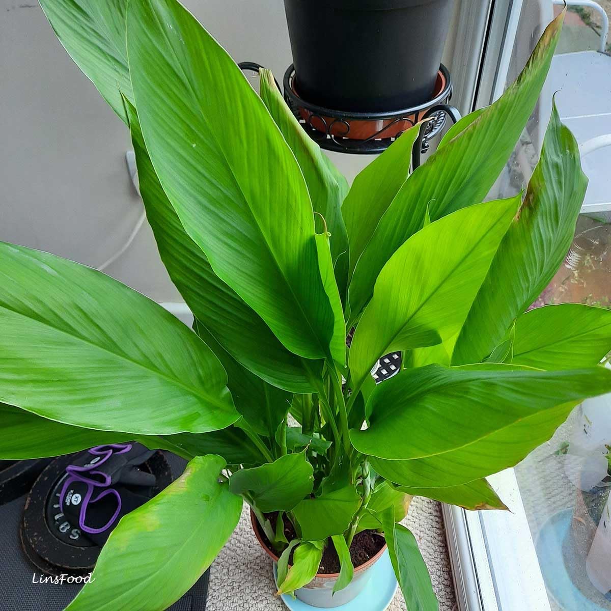 Live Red Turmeric Plants (Curcuma Longa) - Healthy Rhizome and Plant for Home Gardening & Medicinal Use (4 red Turmeric Cups)