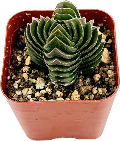 2" Live Succulent Crassula cv. Buddha's Temple, Succulent Plants Fully Rooted in Pots, Unique House Plant for DIY, Party Favor, Home Office Decoration