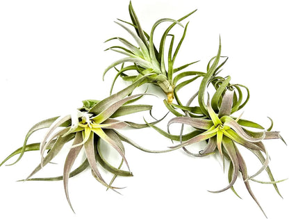 Air Plants - Tillandsia Cacticola, Jumbo 6-9" - 2ct - Live Arrival Guaranteed - House Plants for Home Decor & Gift