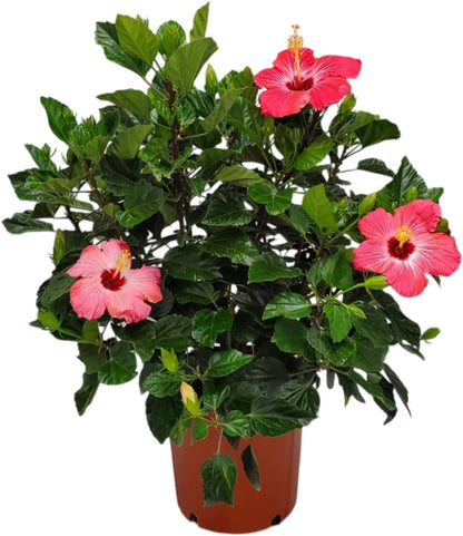 Hibiscus Bush Plant - Pink Flower - Overall Height 26" to 28" - Tropical Plants of Florida (Plant Only)