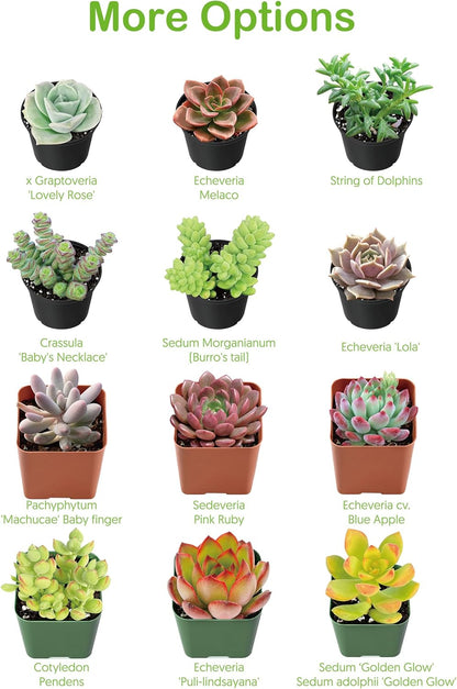 Live Succulents Crassula Baby's Necklace (4-inch), Succulent Plants Fully Rooted in Pots with Soil, Easy-Care House Plant for DIY, Home Office Decor, Wedding Party Favor