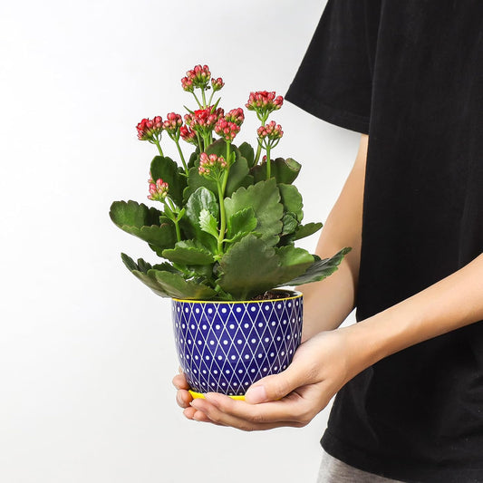 Selamica Ceramic Plant Pots, 4.6 Inch Flower Pots for Indoor Plants, Succulent Pots with Drainage Hole & Saucer, Succulent Planters for Succulent Cactus, Home Decor, Set of 4, Assorted Colors