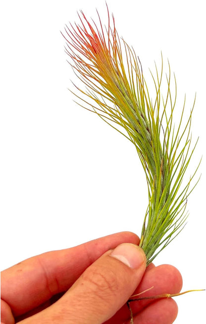 Air Plants - Tillandsia Funckiana Hybrid, Large 5-7" - 1ct - Live Arrival Guaranteed - House Plants for Home Decor & Gift