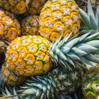 3 Elite Gold Pineapple Plants Live, 5-9 Inch Tall, Tropical Pineapple Fruit Tree Seedlings for Planting