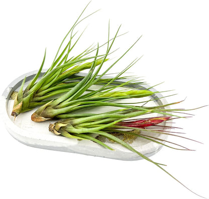 Air Plants - Flowering Tillandsia Melanocrater Tricolor, Large 5" - 3ct - Live Arrival Guaranteed - House Plants for Home Decor & Gift