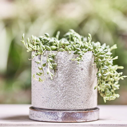 CHIVE ‘Minute’ Ceramic Planter Pot — Cute 5” Colorful Succulent Pots for Indoor & Outdoor House Plants — Beautiful Modern Farmhouse Kitchen Decor — Ivory Speckle