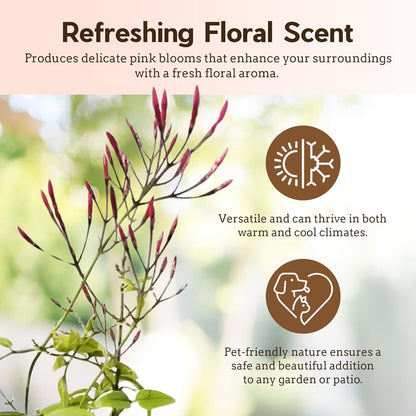 Generic Mini Pink Jasmine Vine, Fragrant and Live Houseplant, 2 Inch Pot, Jasminum Polyanthum (3)