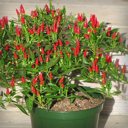 Red Bird Chile Pequin Pepper Live Plants, 100 Days Old Pepper Plant Well Rooted Seedlings, Hot Peppers for Year Round Harvesting
