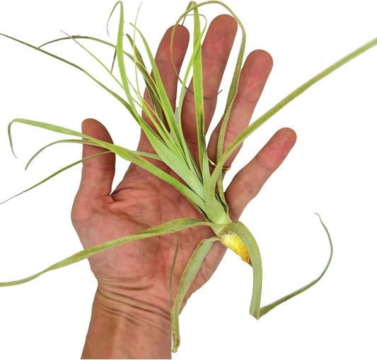 Air Plants - Tillandsia Straminea Jumbo 6-9" - 1ct - Live Arrival Guaranteed - House Plants for Home Decor & Gift