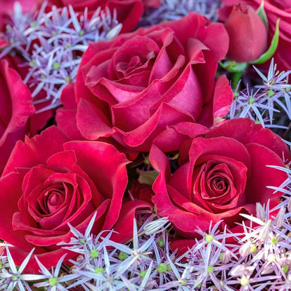 Heirloom Roses Rose Plant - Stiletto™ Pink Rose Bush, Hybrid Tea Live Plant for Planting Outdoors