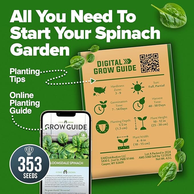 HOME GROWN 𝗨𝗦𝗔 𝗣𝗥𝗘𝗠𝗜𝗨𝗠 Bloomsdale Spinach Seeds Pack – 353 Heirloom 𝗡𝗢𝗡-𝗚𝗠𝗢 Seeds – High Germination Spinach for Indoor, Outdoor, Hydroponic Planting & Home Gardens (Spinacia oleracea)
