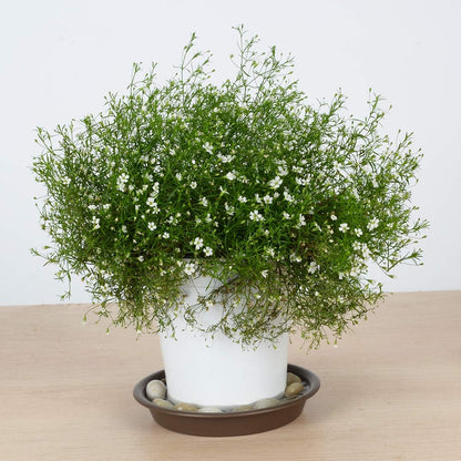 Plant Saucer 4 inch, Large Planter Durable Thicker Plastic Plant Trays for Indoors and Outdoor, Plant Saucer Drip Trays,Brown (4" - 3 Pack)