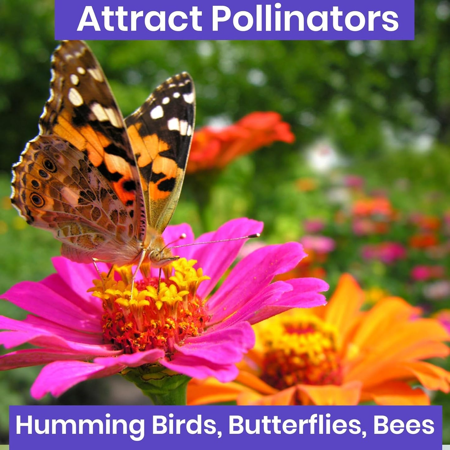 NatureZ Edge Zinnia Seeds for 2025 Planting Outdoors, Over 1600 Flower Seeds, 10g, Non GMO Made in USA, Bulk Semillas De Flores para Sembrar, Pumila Mix, Easy to Grow Zinnia Seed Mix