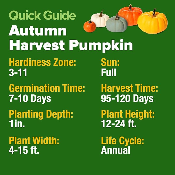 HOME GROWN 𝗨𝗦𝗔 𝗣𝗥𝗘𝗠𝗜𝗨𝗠 5 Pumpkin Seeds Mix - 40 Seeds 𝗡𝗢𝗡-𝗚𝗠𝗢 Heirloom Pumpkin for Planting Ideal Garden for Unique Varieties Yellow Paris and Casper, Culinary and Decorative Use