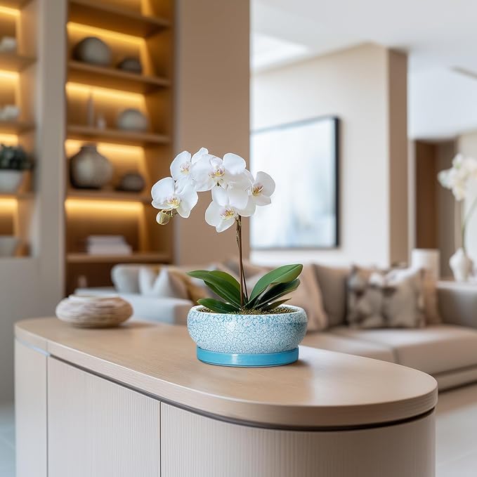 Bonsai Pots Small - 6 Inch Succulent Pots with Drainage Hole and Saucer, Succulent Planters for Indoor Outdoor, Shallow Plant Pot, Round Bonsai Planter, Office Decor, Plant Lover Gifts, Blue