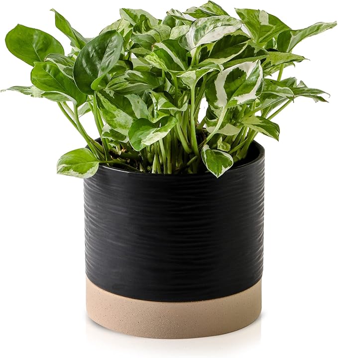 Nihow Ceramic Plant Pot: 6 Inch Planter with Drainage Hole & Saucer for Indoor & Outdoor Plants - Cylinder Round Flower Pot for Succulent/Herbs/Violets - Black & Brown