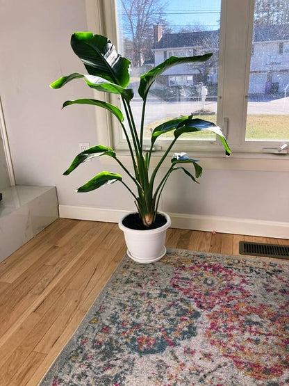 5 Packs 10 inch Plant Pots + Saucer, Planters for Indoor & Outdoor Plants with Drainage Holes | Plastic Flower Pots, Large Planter (Beige, 10 inch)