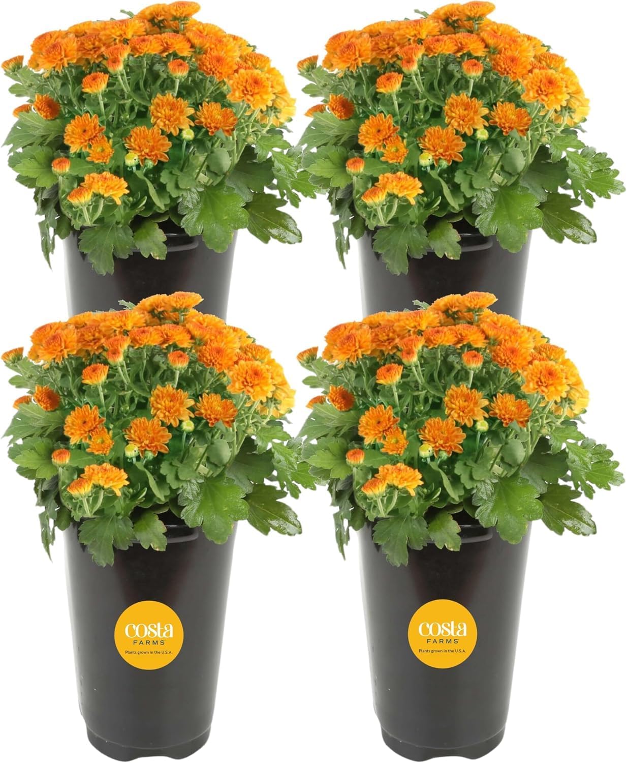 Costa Farms Live Flowering Orange Mums (Pack of 4), Mini Chrysanthemum Houseplant, Full Bloom Plant Delivery, Potted in Grower Pot, 11-Inches Tall