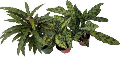 Calathea Assortment - 3 Pack in 4" Pots