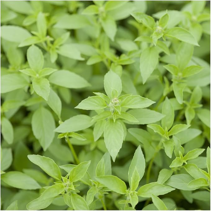 Seed Needs, Culinary Basil Herb Seed Packet Collection (8 Individual Basil Seed Varieties for Planting) Non-GMO & Untreated