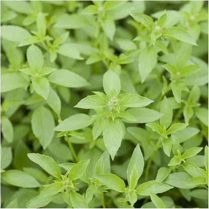 Seed Needs, Culinary Basil Herb Seed Packet Collection (8 Individual Basil Seed Varieties for Planting) Non-GMO & Untreated