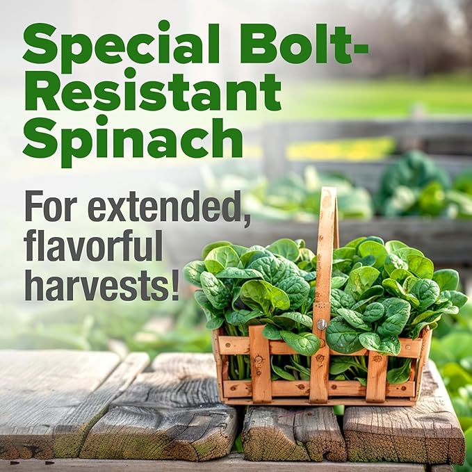 HOME GROWN 𝗨𝗦𝗔 𝗣𝗥𝗘𝗠𝗜𝗨𝗠 Bloomsdale Spinach Seeds Pack – 353 Heirloom 𝗡𝗢𝗡-𝗚𝗠𝗢 Seeds – High Germination Spinach for Indoor, Outdoor, Hydroponic Planting & Home Gardens (Spinacia oleracea)